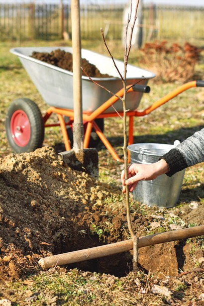 Абрикос Шедевр посадка